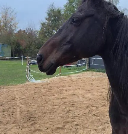 Daire Monteurunterkunft Auf Historischem Vierkanthof Ruhig, Modern & Funktional A