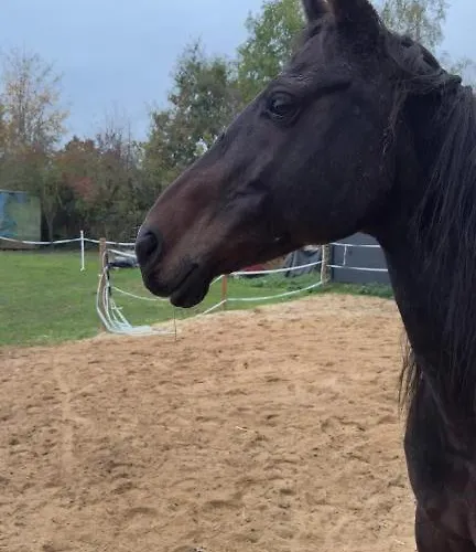 Daire Monteurunterkunft Auf Historischem Vierkanthof Ruhig, Modern & Funktional A